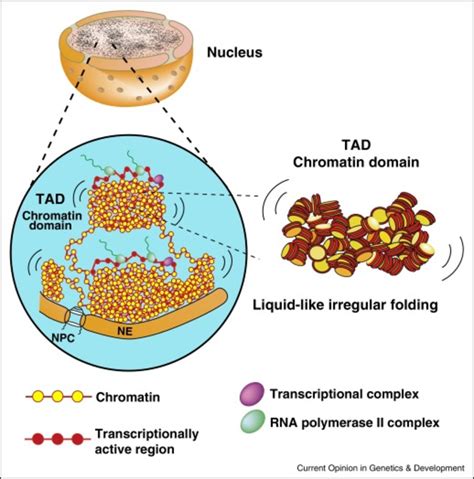 Higher Order Structure Of Interphase Chromatin Chromatin Consists Of