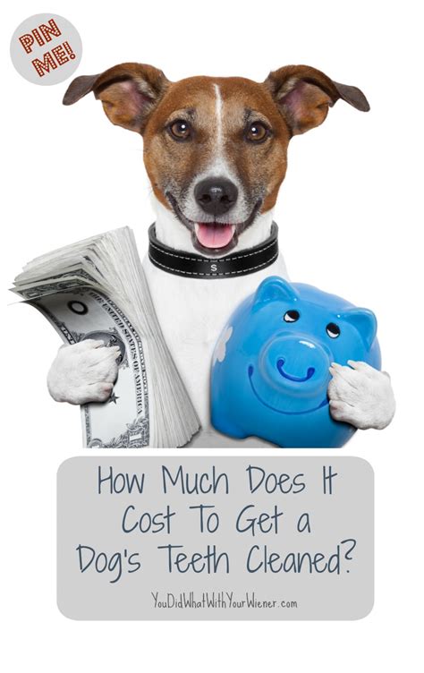 Dental disease can be easily prevented by following your veterinarian's advice. How Much Does It Cost To Get a Dog's Teeth Cleaned?