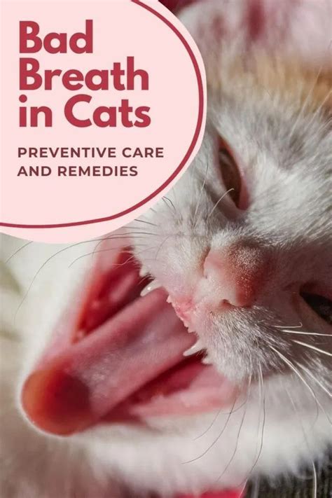 How To Treat Your Cats Bad Breath Cat Bad Breath Cat Breath Bad Cats