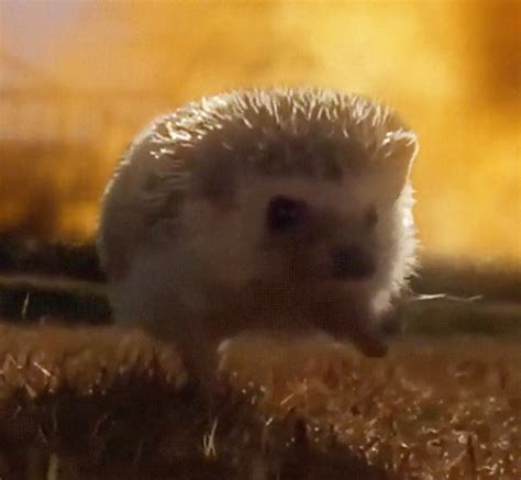 This Hedgehog Isnt Sonic But Hes Still The Bomb Technabob