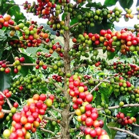 Coffea Arabica Seeds Coffea Arabica Nana Make Great House Plant
