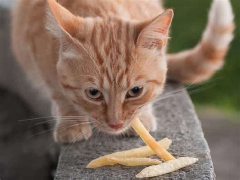 Rice is not on the official list of foods toxic to cats, so if your fried rice usually contains meat and eggs which is another favourite of cats. Can Cats Eat Potatoes? Are Potatoes Good For Cats? - Catsfud
