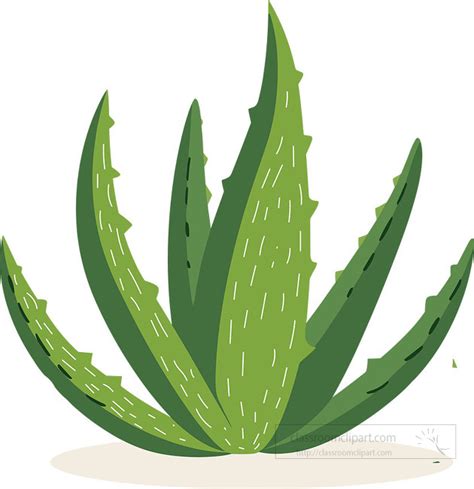 Plant Clipart Aloe Vera Plant Vector Illustration