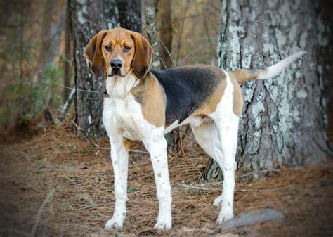 Tennesee Treeing Walker Coonhound Stock Image Image Of Cattle County