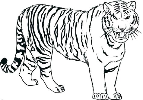 Realistic Tiger Coloring Pages At Free Printable