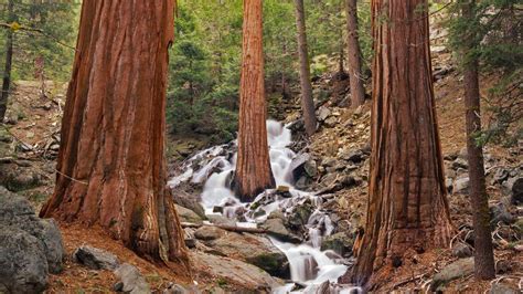Sequoia National Park Wallpapers Wallpaper Cave