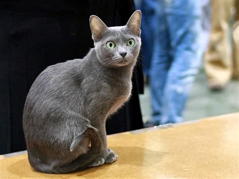 10 Rarest Cat Breeds In The World