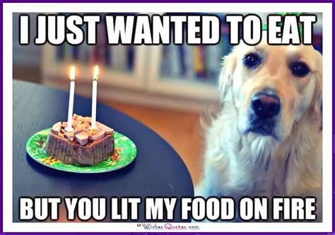 Happy Birthday Memes With Funny Cats Dogs And Cute Animals
