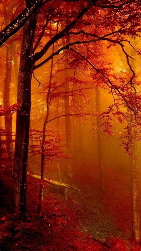 Enchanted Autumn Forest Wallpaper Backiee