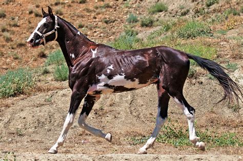 Akhal Teke Horse Wallpapers High Quality Download Free