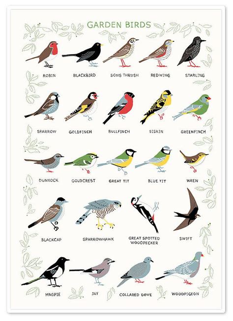 Common Garden Birds Identification