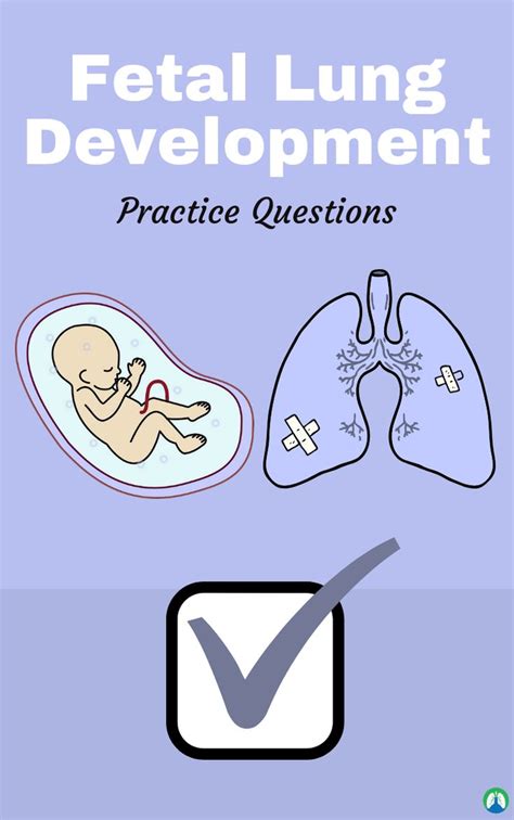 Fetal Lung Development Stages And Phases Overview And Study Guide