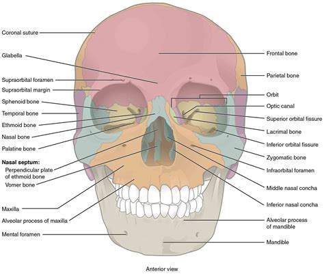 Labeled Diagrams Of Skull