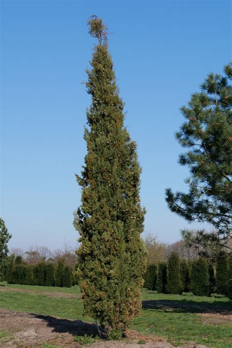 Cupressus Sempervirens Italian Cypress Mediterranean Cypress
