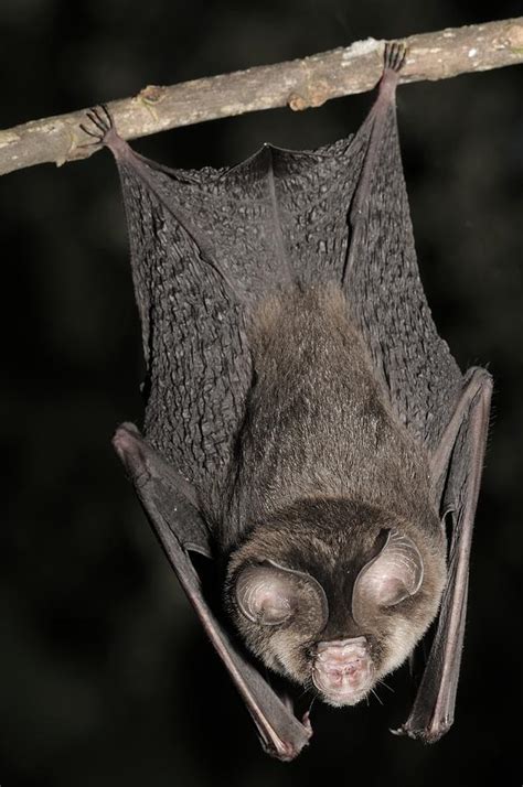 Cantors Roundleaf Bat Roosting Photograph By Fletcher And Baylis Fine