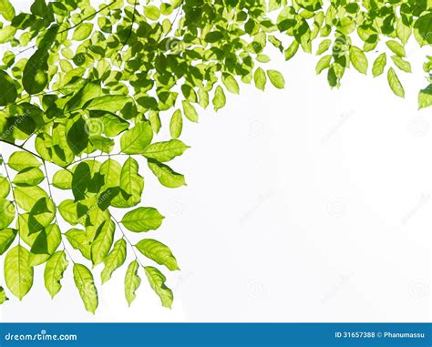 Green Leaf Frame Stock Photo Image Of Fresh Color White 31657388