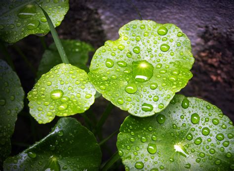 Free Images Water Nature Drop Dew Texture Leaf Flower Petal