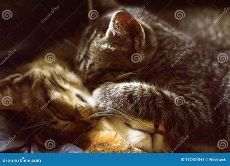 Cute Picture Of Three Kittens Cuddling Stock Photo Image Of Adorable