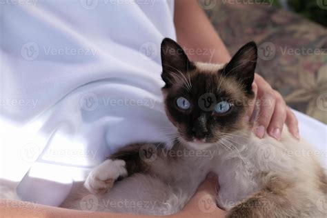 Cute Balinese Cat Laying And Looking At Viewer 8373334 Stock Photo At