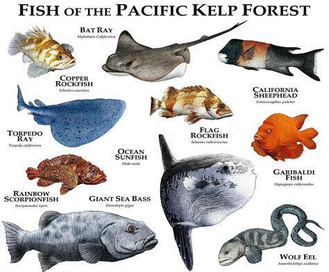 Fish Of The Pacific Kelp Forest Photograph By Roger Hall Pixels