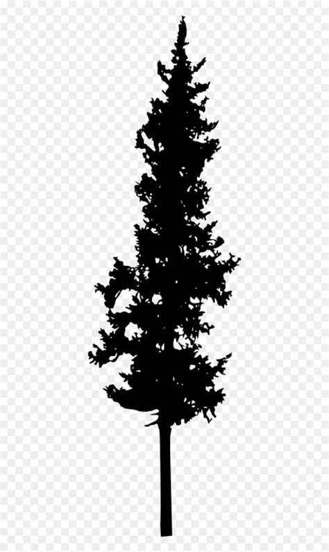 Tall Pine Tree Silhouette Hd Png Download Vhv