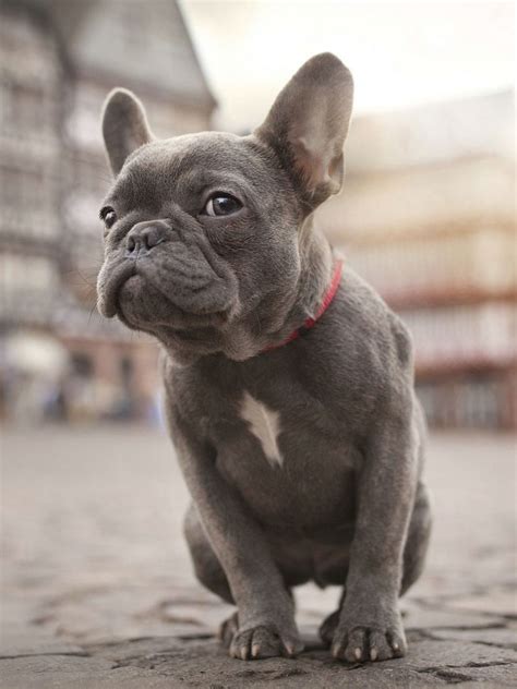 Aesthetic French Bulldog Wallpapers Wallpaper Cave