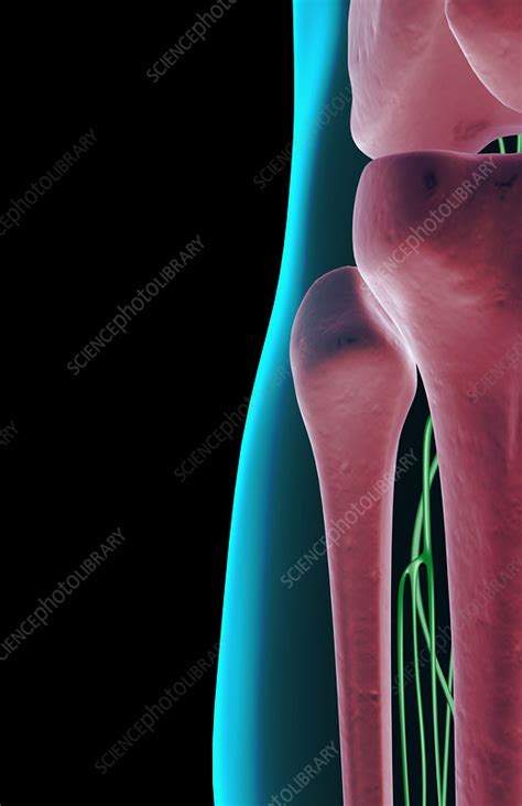 The Lymph Supply Of The Knee Stock Image F0015715 Science Photo