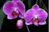 Photos of Orchid Flower Names