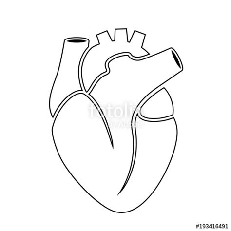 Anatomy Heart Vector At Getdrawings Free Download