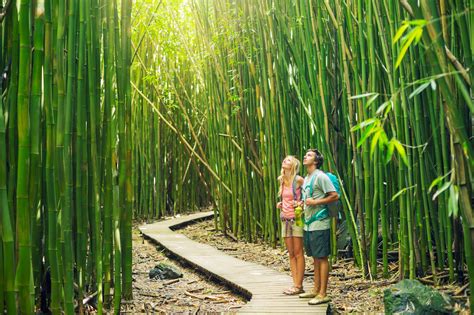 Bamboo Forest You Must Visit These 12 Hidden Gems Of Hawaii