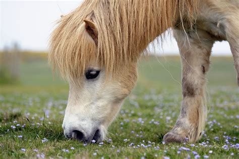 10 Best Horse And Pony Breeds For Kids