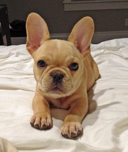 Peanut, pepper, and mochi are some of our favorites that made the top 100. Winston the French Bulldog is such a handsome little boy ...