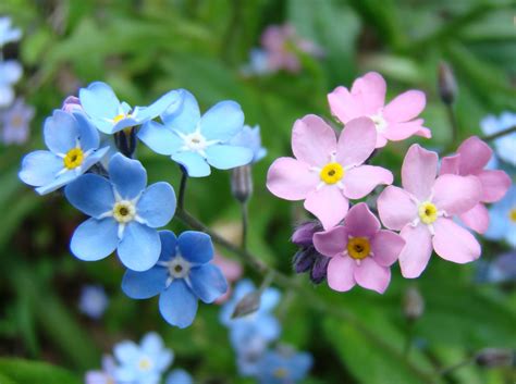 Beautiful Spring Flowers Forget Me Wallpapers And Images Wallpapers