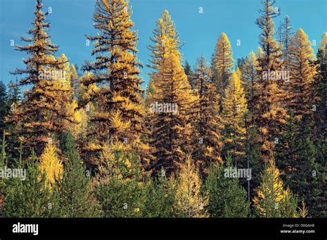 Larch Trees High Resolution Stock Photography And Images Alamy