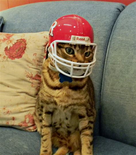 Pin By Kathleen Miller On Pets Dog Cat Football Cats