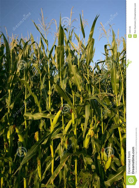 Corn with small young unripe cobs. Growing corn stalks stock image. Image of farmland, crop ...