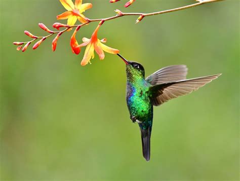 Dh Lawrences Hummingbird Poem Nature Blog Network