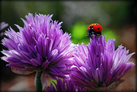 10 Plants To Attract Ladybugs In Your Garden Lifegate