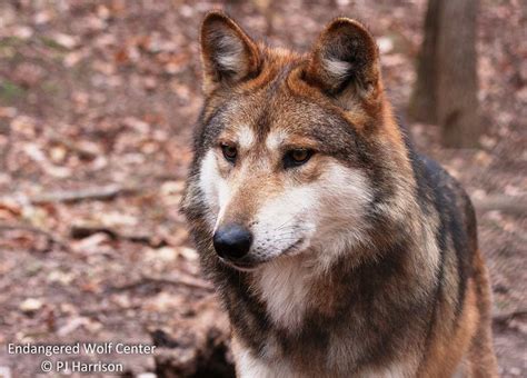Endangered Wolf Center A Place To Prowl And Howl Bitly1l0zcol