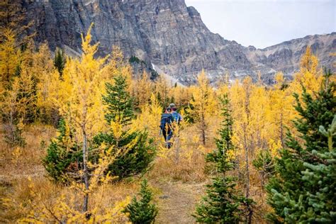 7 Great Larch Hikes In Alberta Travel Banff Canada