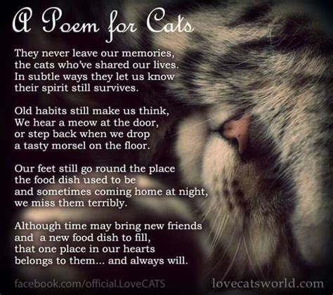 For My Sweet Baby Cat Poems Cat Loss Cat Quotes