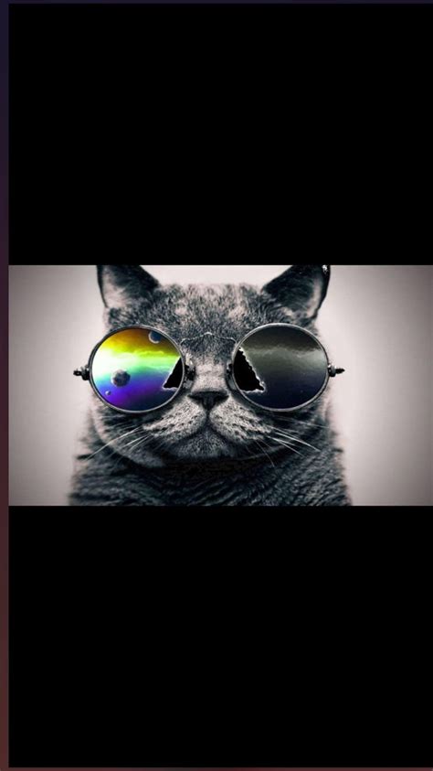 Pin By Hannahmarydeller On Photos Cool Cats Mirrored Sunglasses Photo