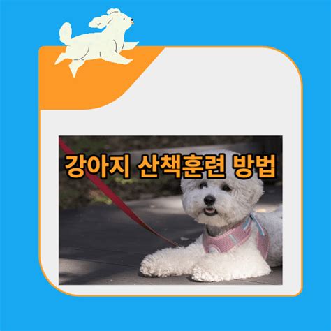 강아지 산책훈련 산책교육 방법