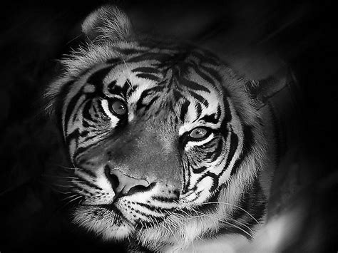 Black Tiger Wallpapers Wallpaper Cave