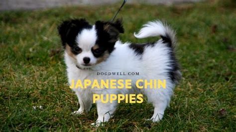 Japanese Chin Puppies Profile Care Description Dogdwell