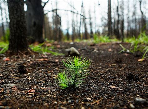Photos A Year After Bwca Fire A Forest Is Reborn Forest Fire Pine