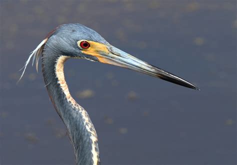 Tricolored Heron Birds In Photography On Forums