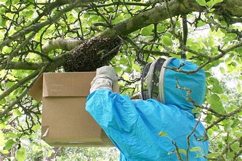 A Guide To Capturing A Bee Swarm Buzz Beekeeping Supplies