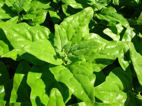 Spinach New Zealand Seeds Certified Organic Garden Hoard