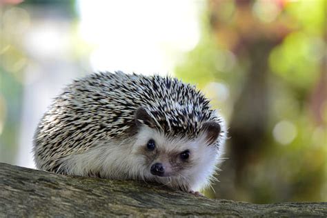 Are Hedgehogs Related To Porcupines Caring Pets